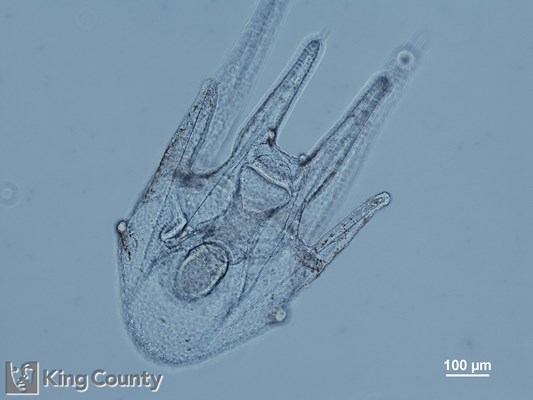 Photo of Echinoidea: pluteus larva